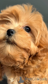 Foto №2 zu Ankündigung № 164612 zu verkaufen malteser - einkaufen Ukraine züchter