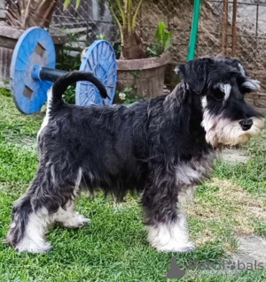 Foto №4. Ich werde verkaufen schnauzer in der Stadt Bačka Topola. züchter - preis - 150€