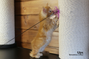 Zusätzliche Fotos: Maine Coon Kätzchen roter Marmor Junge