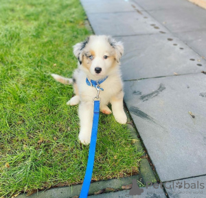 Foto №1. australian shepherd - zum Verkauf in der Stadt Салоники | 284€ | Ankündigung № 123403