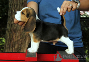 Foto №3. Wunderschöne Beagle-Welpen. (männlich und weiblich). Deutschland