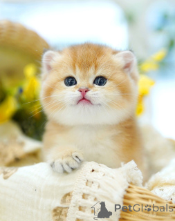 Foto №4. Ich werde verkaufen britisch kurzhaar in der Stadt Brüssel. züchter - preis - verhandelt