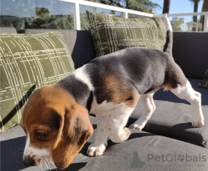 Foto №2 zu Ankündigung № 59085 zu verkaufen beagle - einkaufen USA quotient 	ankündigung