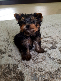 Foto №2 zu Ankündigung № 35878 zu verkaufen yorkshire terrier - einkaufen Deutschland quotient 	ankündigung