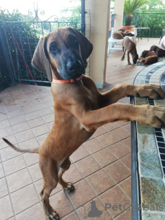 Zusätzliche Fotos: Rhodesian Ridgeback Welpen zu verkaufen