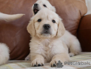 Foto №2 zu Ankündigung № 154175 zu verkaufen golden retriever - einkaufen Belgien quotient 	ankündigung
