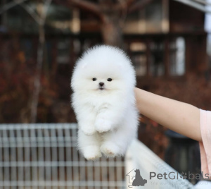 Foto №1. pommersche spitz - zum Verkauf in der Stadt Nürnberg | 354€ | Ankündigung № 167357