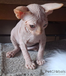 Foto №2 zu Ankündigung № 117212 zu verkaufen sphynx-katze - einkaufen Deutschland quotient 	ankündigung