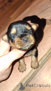 Foto №3. Miniatur Yorki.. Estland