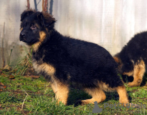 Foto №1. deutscher schäferhund - zum Verkauf in der Stadt Kharkov | 602€ | Ankündigung № 80782