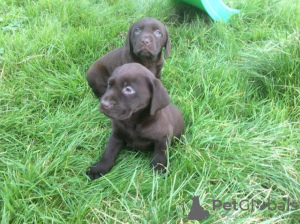 Foto №2 zu Ankündigung № 126472 zu verkaufen labrador retriever - einkaufen Niederlande quotient 	ankündigung