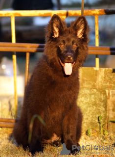 Foto №2 zu Ankündigung № 111540 zu verkaufen deutscher schäferhund - einkaufen Ägypten quotient 	ankündigung, vom kindergarten, züchter