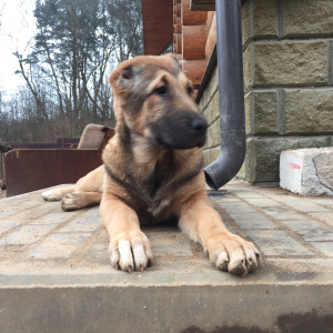 Foto №2 zu Ankündigung № 4944 zu verkaufen zentralasiatischer owtscharka - einkaufen Weißrussland 