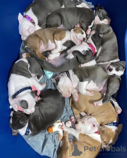 Foto №3. Pitbull Terrier Welpen zum Verkauf. USA