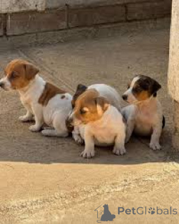 Foto №1. jack russell terrier - zum Verkauf in der Stadt Mailand | 700€ | Ankündigung № 165791