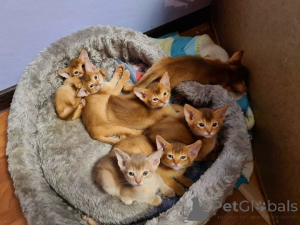 Foto №1. abessinierkatze - zum Verkauf in der Stadt Überllenlen | 350€ | Ankündigung № 151864