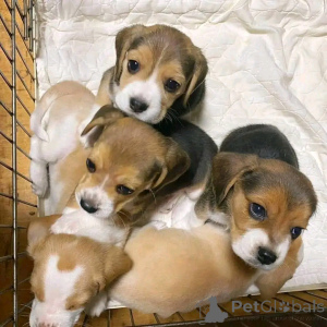Foto №1. beagle - zum Verkauf in der Stadt Флорида Сити | 531€ | Ankündigung № 138835
