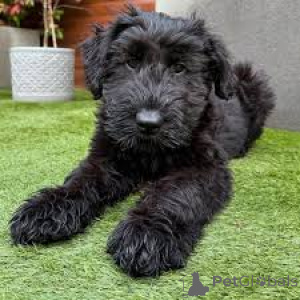 Foto №3. Schnauzerwelpen zu verkaufen. Niederlande