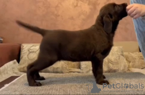 Foto №2 zu Ankündigung № 131127 zu verkaufen labrador retriever - einkaufen Serbien 
