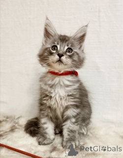 Foto №1. maine-coon-katze - zum Verkauf in der Stadt Genestroo | 350€ | Ankündigung № 178738