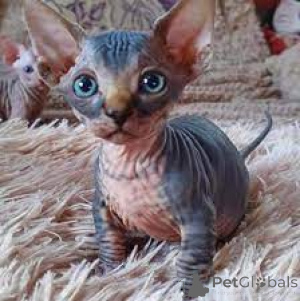 Foto №2 zu Ankündigung № 135769 zu verkaufen sphynx-katze - einkaufen Deutschland 