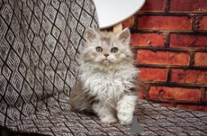 Foto №4. Ich werde verkaufen selkirk rex shorthair in der Stadt Brüssel. quotient 	ankündigung, züchter - preis - 500€