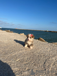 Foto №3. Ich verkaufe Pembroke-Corgi-Welpen. Spanien