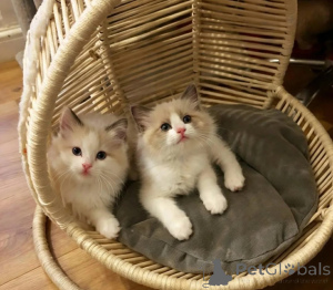 Foto №1. ragdoll-katze - zum Verkauf in der Stadt KleinMachnow | 350€ | Ankündigung № 178182