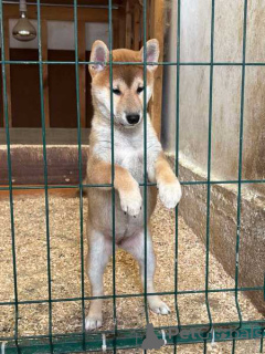 Foto №2 zu Ankündigung № 160577 zu verkaufen shiba - einkaufen Serbien 