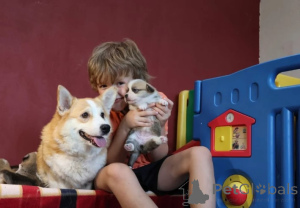 Foto №3. welsh corgi puppy. Deutschland