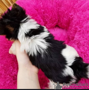 Foto №3. Welpen zur Adoption. USA