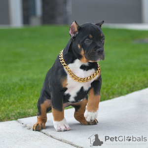 Foto №3. American Pit Bull Terrier Welpen zu verkaufen. USA