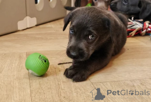 Foto №2 zu Ankündigung № 156077 zu verkaufen labrador retriever - einkaufen Deutschland züchter