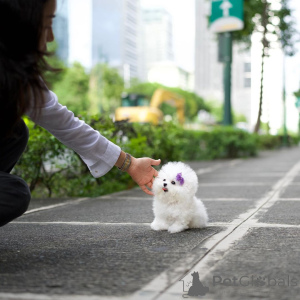 Foto №2 zu Ankündigung № 138646 zu verkaufen bichon frisé - einkaufen Großbritannien 