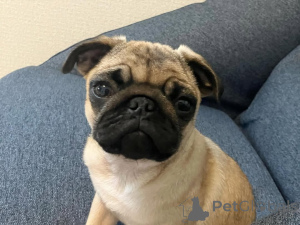 Foto №4. Ich werde verkaufen  in der Stadt Berlin.  - preis - 650€