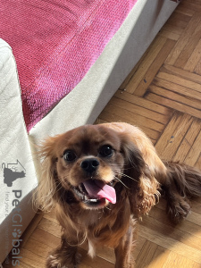 Foto №2 zu Ankündigung № 114313 zu verkaufen cavalier king charles spaniel - einkaufen Bulgarien quotient 	ankündigung