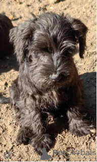 Foto №4. Ich werde verkaufen schnauzer, schnauzer in der Stadt Loznica.  - preis - 300€