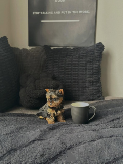 Foto №3. Süße Yorkshire-Terrier-Welpen, perfekte Familienbegleiter. Deutschland