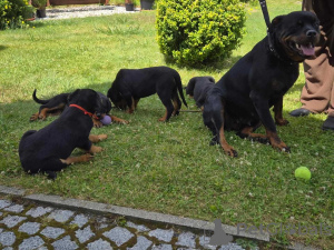 Foto №2 zu Ankündigung № 160159 zu verkaufen rottweiler - einkaufen Deutschland quotient 	ankündigung