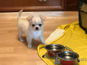 Foto №1. chihuahua - zum Verkauf in der Stadt Mayrhofen | verhandelt | Ankündigung № 139034