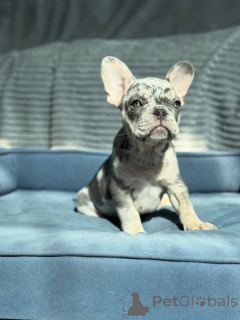 Foto №2 zu Ankündigung № 155481 zu verkaufen französische bulldogge - einkaufen Deutschland züchter