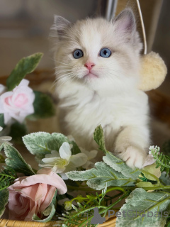 Foto №1. ragdoll-katze - zum Verkauf in der Stadt Passau | verhandelt | Ankündigung № 170003