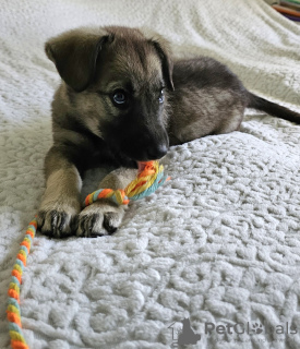 Zusätzliche Fotos: Thunder sucht ein Zuhause