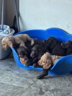 Foto №3. Fünf Cocker Spaniel-Welpen. Frankreich