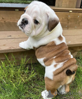 Foto №3. Süße englische Bulldogge Welpen. Deutschland