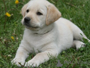 Foto №3. Underbara Golden Retriever-Valpar bis Adoption. (46700485892). Schweden