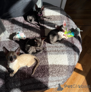 Foto №1. cornish rex - zum Verkauf in der Stadt München | 350€ | Ankündigung № 178443