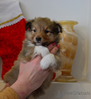 Foto №1. shetland sheepdog - zum Verkauf in der Stadt Daugavpils | 1500€ | Ankündigung № 162354