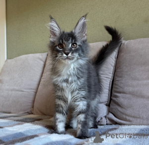 Foto №2 zu Ankündigung № 155699 zu verkaufen maine-coon-katze - einkaufen Frankreich quotient 	ankündigung