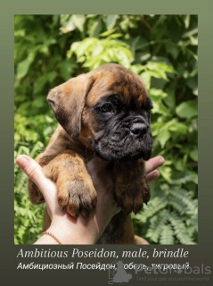 Foto №4. Ich werde verkaufen deutscher boxer in der Stadt Taschkent. quotient 	ankündigung - preis - verhandelt